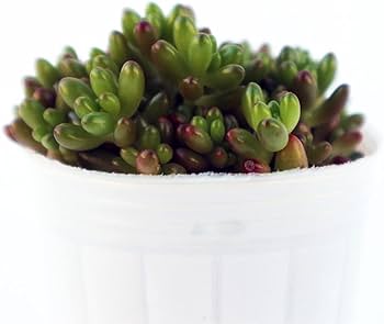 Amazon｜ITANSE セダム 虹の玉(ニジノタマ) 2.5号 3個セット