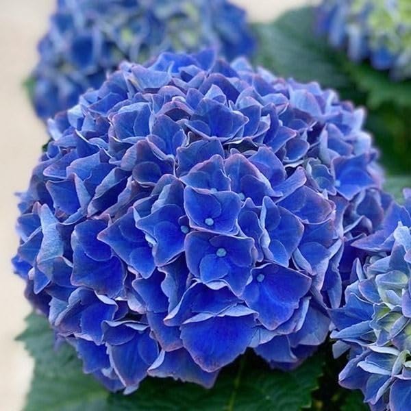 Amazon.co.jp: アジサイ 苗 苗木 マジカルクリムゾンブルー（品種登録