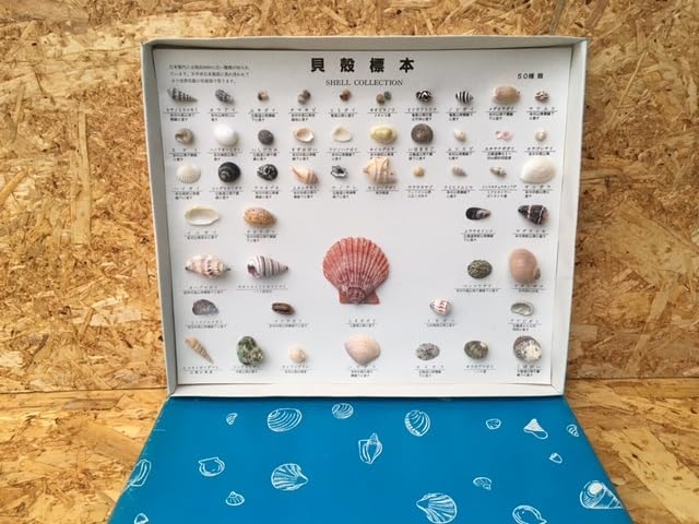 Amazon | ＜込＞日本領内 貝殻標本 50種 セット まとめて 資料 かい