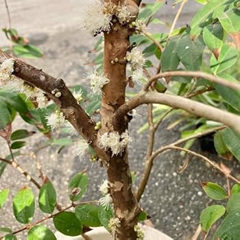 Amazon.co.jp: ジャボチカバ苗 (四季なり種) 実生苗（1鉢）（結実経験