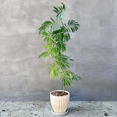 エバーフレッシュ 観葉植物」の人気商品一覧 | 安い商品を通販サイト