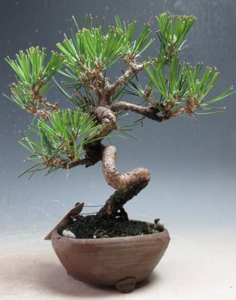 Amazon｜盆栽 黒松【現品】（10002826）｜観葉植物 オンライン通販