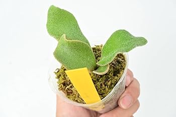 Amazon.co.jp: P.willinckii 'Celso Tatsuta'④ @bikamori.com