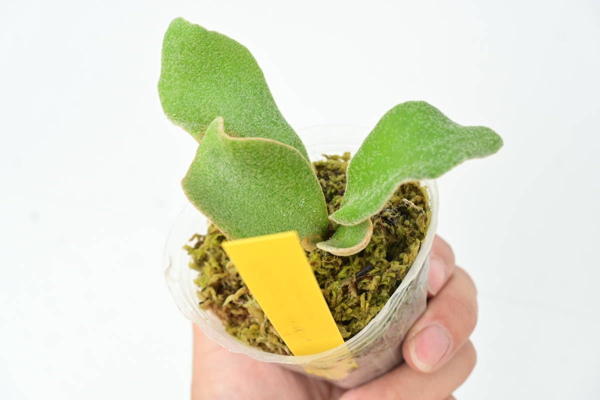 Amazon.co.jp: P.willinckii 'Celso Tatsuta'④ @bikamori.com