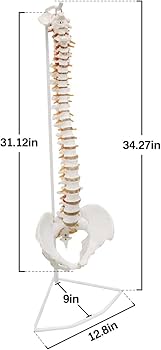 Amazon.co.jp: 教育モデル、85cm等身大脊柱モデル、脊髄神経、頭蓋底