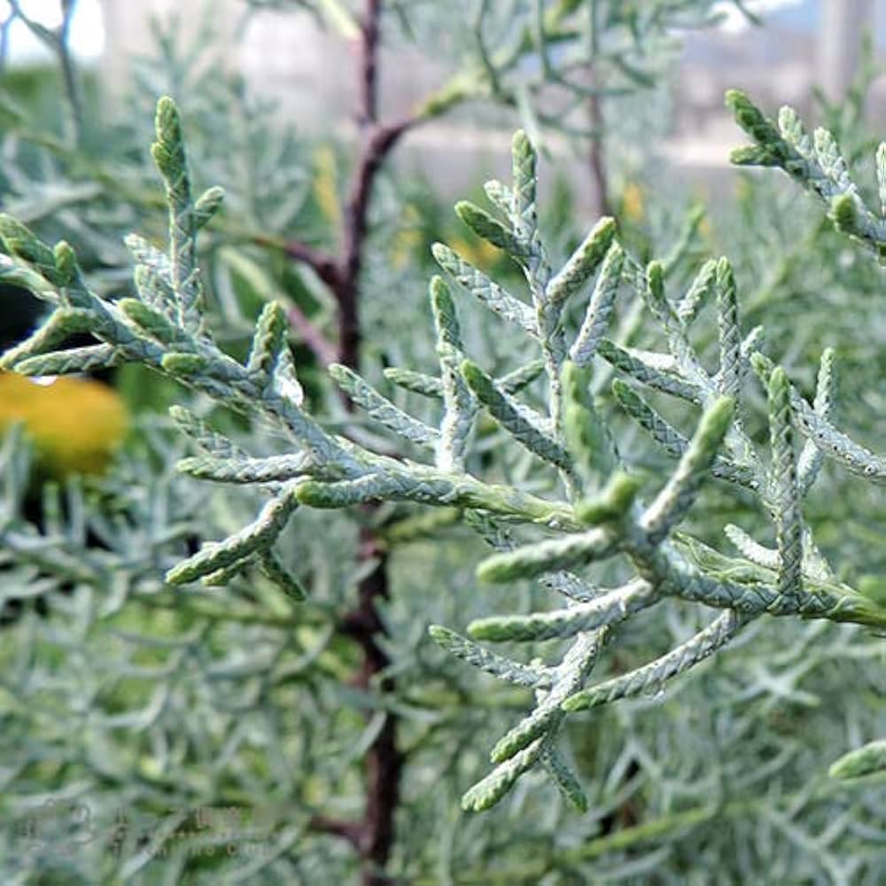 Amazon.co.jp: コニファー『ブルーアイス』12～15cmポット苗 : DIY