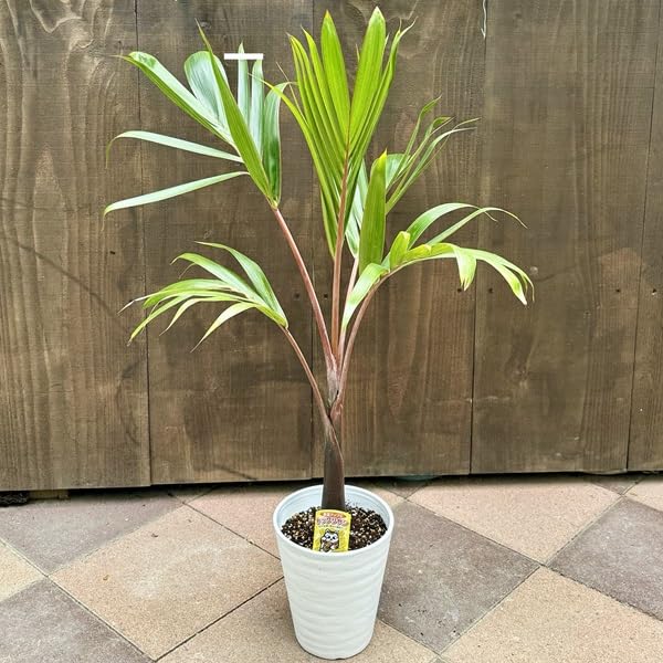 Amazon.co.jp: 観葉植物・希少：トックリヤシ(徳利椰子)*6号 : DIY