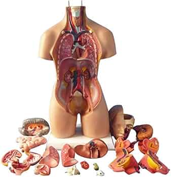 51NtgImUSGL._AC_UF350,