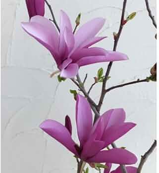 51O1fepmSqL._AC_UF350,