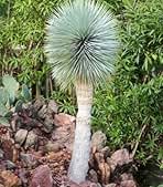 Amazon.co.jp: ユッカ・ロストラータ