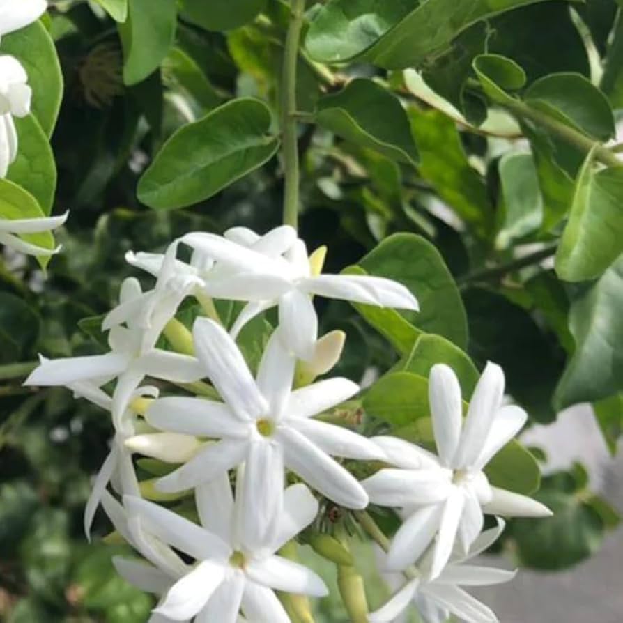 Amazon.com : Set 2 Jasmine Plants Trees Live, 4 to 6 Inc, Fragrant