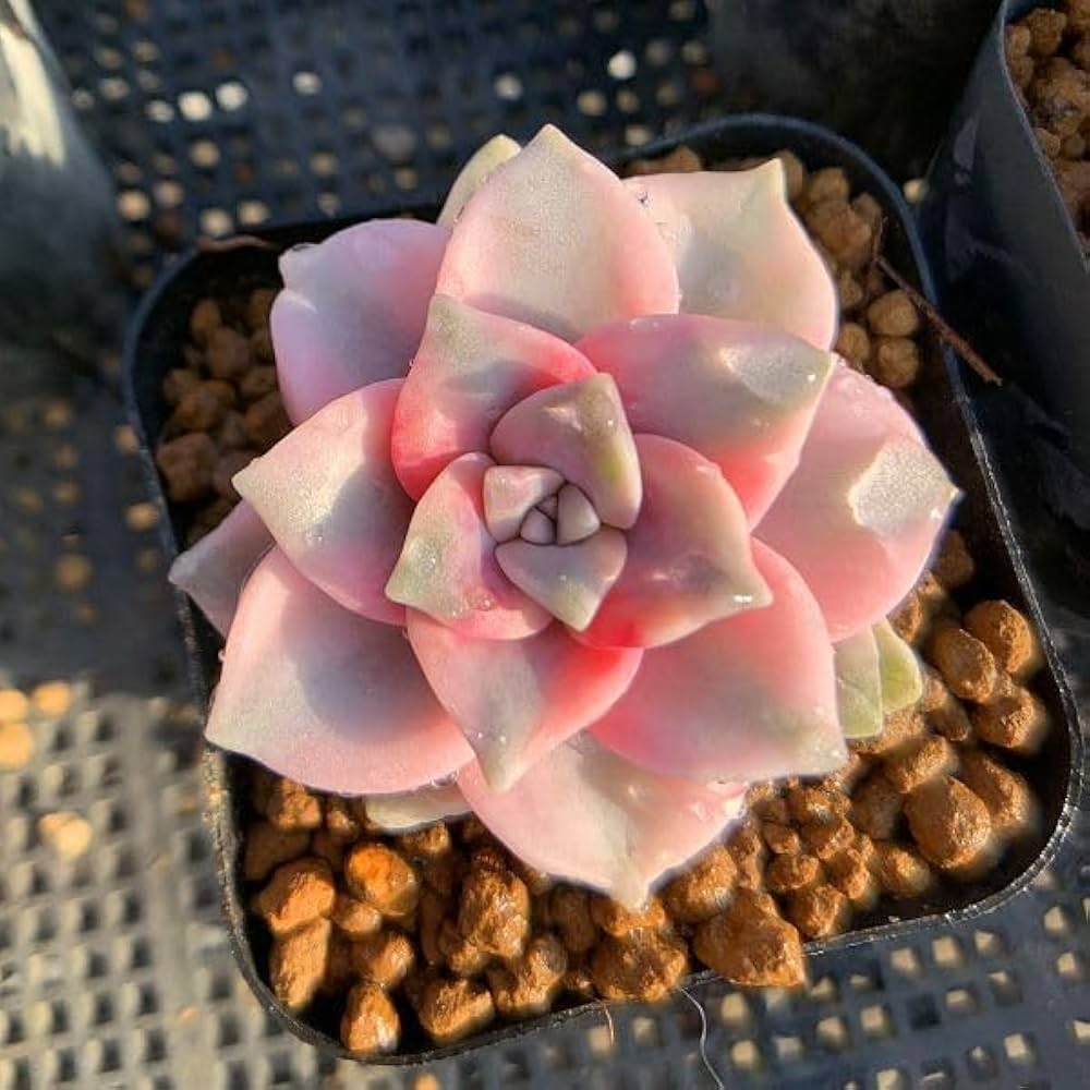 Amazon｜農園直売 多肉植物 寄せ植え パープルディライト覆輪錦（単