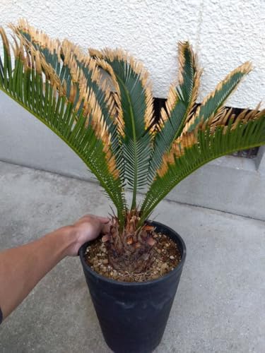 金環 ソテツ 観葉植物」の人気商品一覧 | 安い商品を通販サイトから