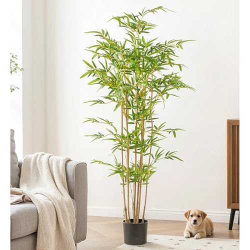 バンブー 観葉植物」の人気商品一覧 | 安い商品を通販サイトから探す