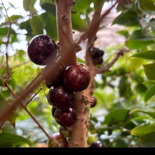 ジャボチカバ」の人気商品一覧 | 安い商品を通販サイトから探す - 価格.com