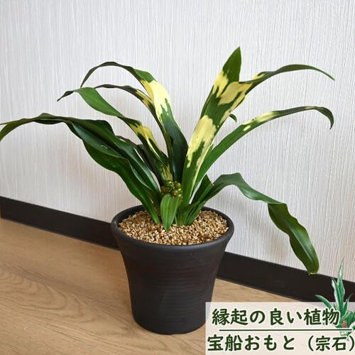 Amazon｜陶器鉢植えおもと観葉植物 斑入り葉万年青宝船万年青 万年青6