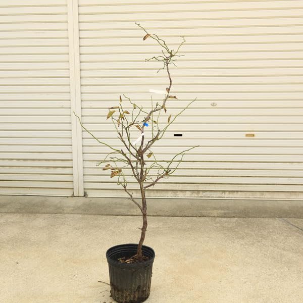 Amazon.co.jp: 庭木：雲竜梅（うんりゅうばい）（白梅）* 樹高：約