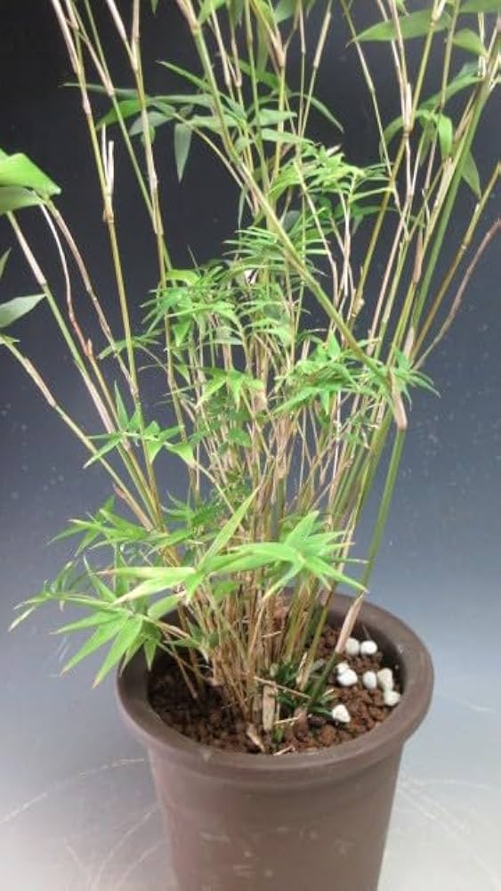 Amazon｜矢竹の鉢植え【現品】(3089)｜観葉植物 オンライン通販