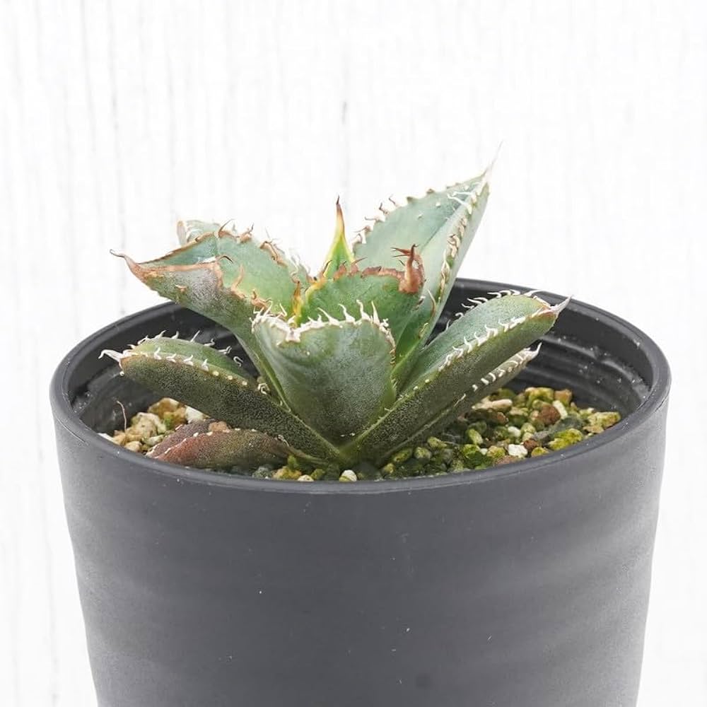 Amazon｜アガベ・チタノタ「豆豆龍（トトロ）」 3.5号鉢｜観葉植物
