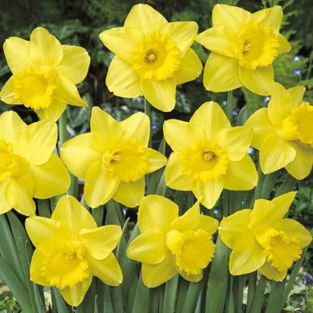 Amazon.co.jp: 水仙 球根 お徳用 黄ラッパ 8球 スイセン 秋植え