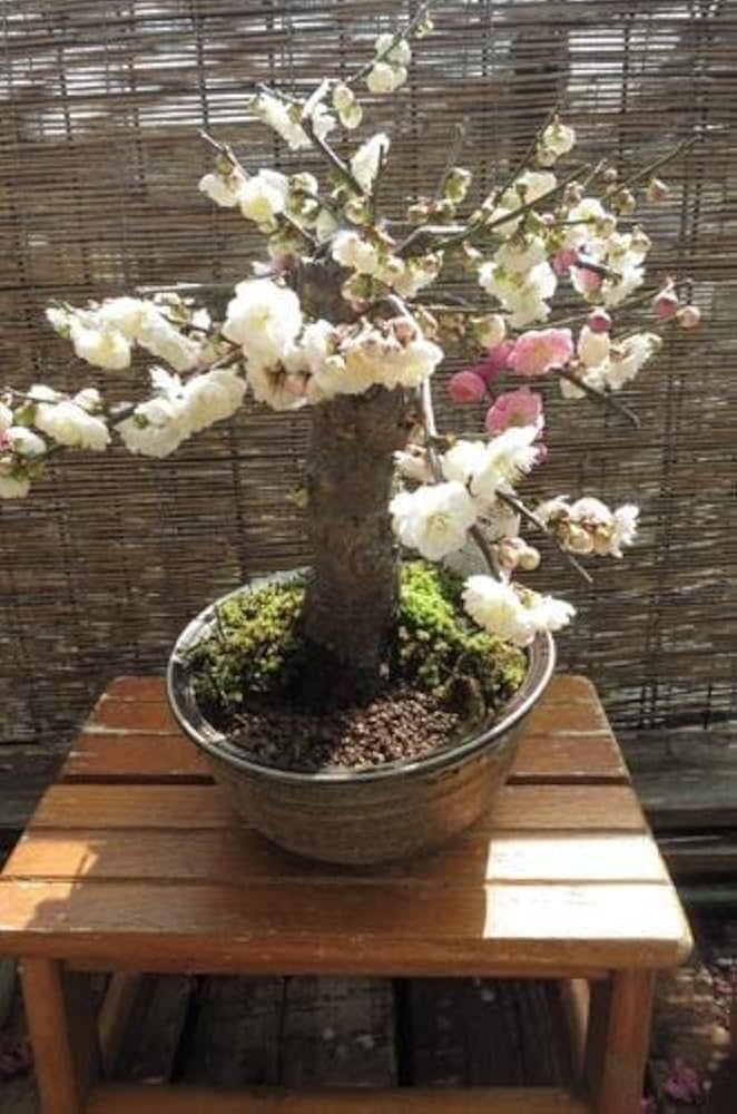 Amazon.co.jp: 梅盆栽 盆栽 (思いのまま梅咲き分け梅) : DIY・工具
