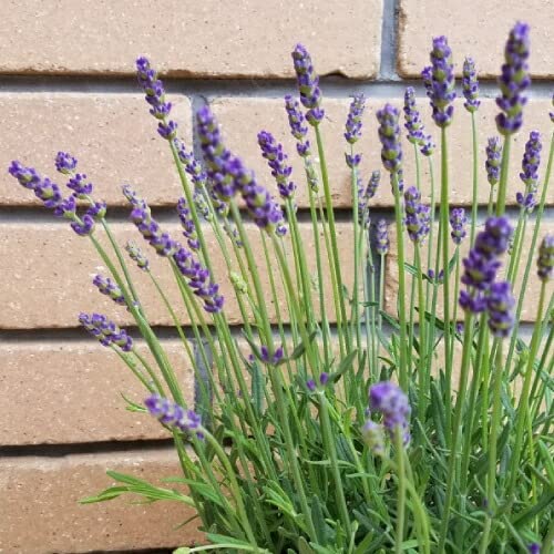 Amazon.co.jp: 宿根草 ハーブ イングリッシュ ラベンダー ほのか 1株