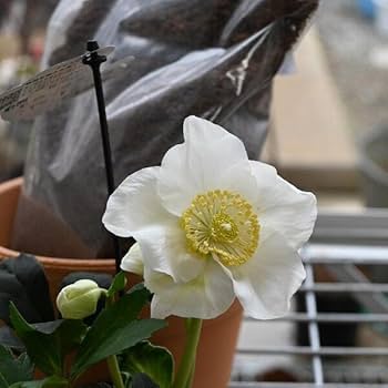 Amazon.co.jp: クリスマスローズ開花株5個セット クリスマスローズ