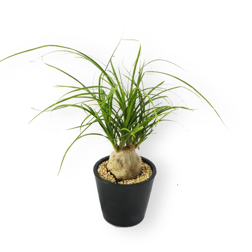 Amazon.co.jp: 観葉植物 「 トックリラン 」 3.5号鉢 ノリナ