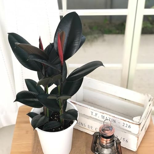 フィカス バーガンディ」の人気商品一覧 | 安い商品を通販サイトから