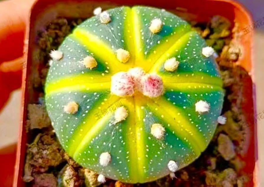 Amazon.co.jp: 多肉植物 サボテン アストロフィツム ドーナツ兜 スイカ