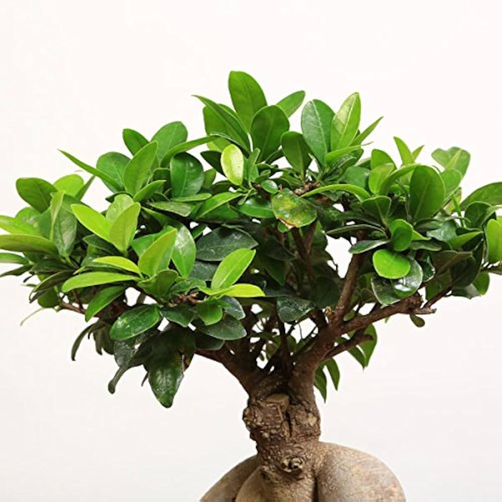 Amazon.co.jp: 遊恵盆栽： 特選ガジュマル(多幸の樹)*(苔・石付き)(青