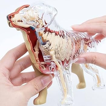 Amazon.co.jp: WJW モデル動物 人体模型 解剖モデル 組み立てられた犬