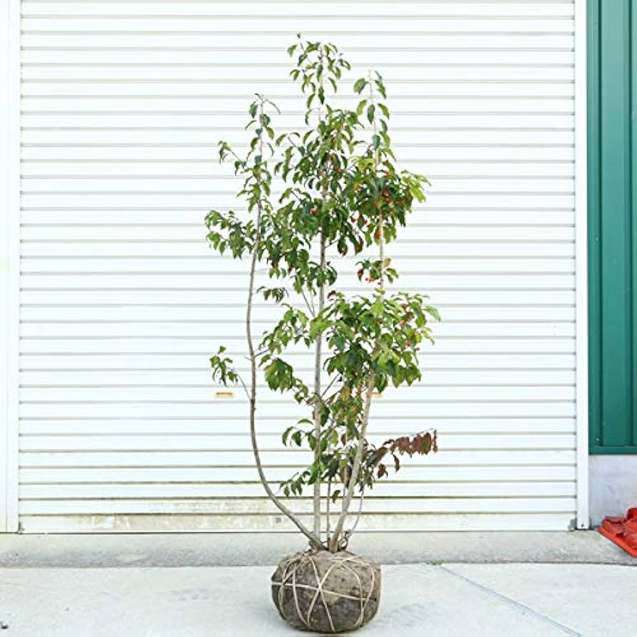 Amazon.co.jp: 庭木：ソヨゴ/そよご（株立ち）（雌株）* 樹高：約