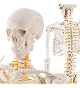 Amazon.co.jp: KIYOMARU 足部解剖模型 10パーツ 等身大 軟部組織付き