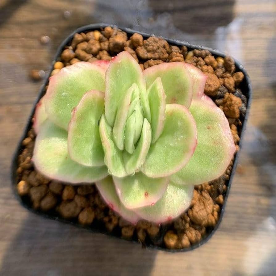 Amazon.co.jp: 農園直売 多肉植物 寄せ植え エケベリア属 アイス