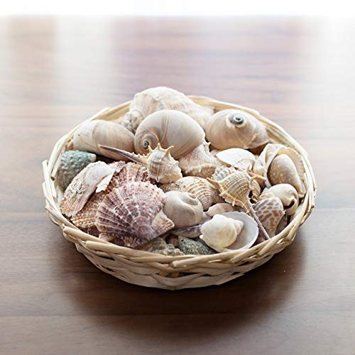 Amazon.co.jp: 天然 貝殻 セット 詰め合わせ ミックスシェル
