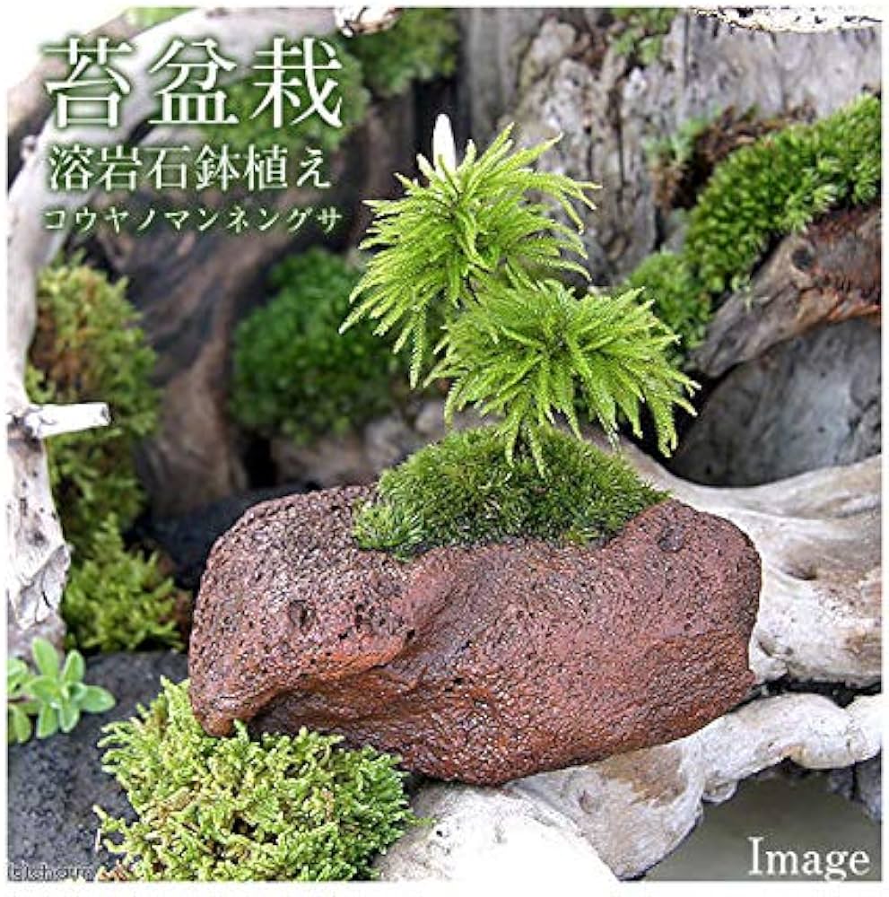 Amazon.co.jp: （盆栽）苔盆栽 コウヤノマンネングサ 溶岩石鉢植え
