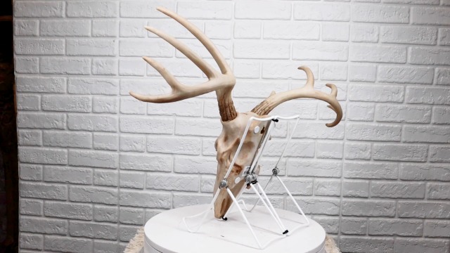 Amazon.com: Ebros Gift Rustic Hunter Deer 10 Point Buck Skull