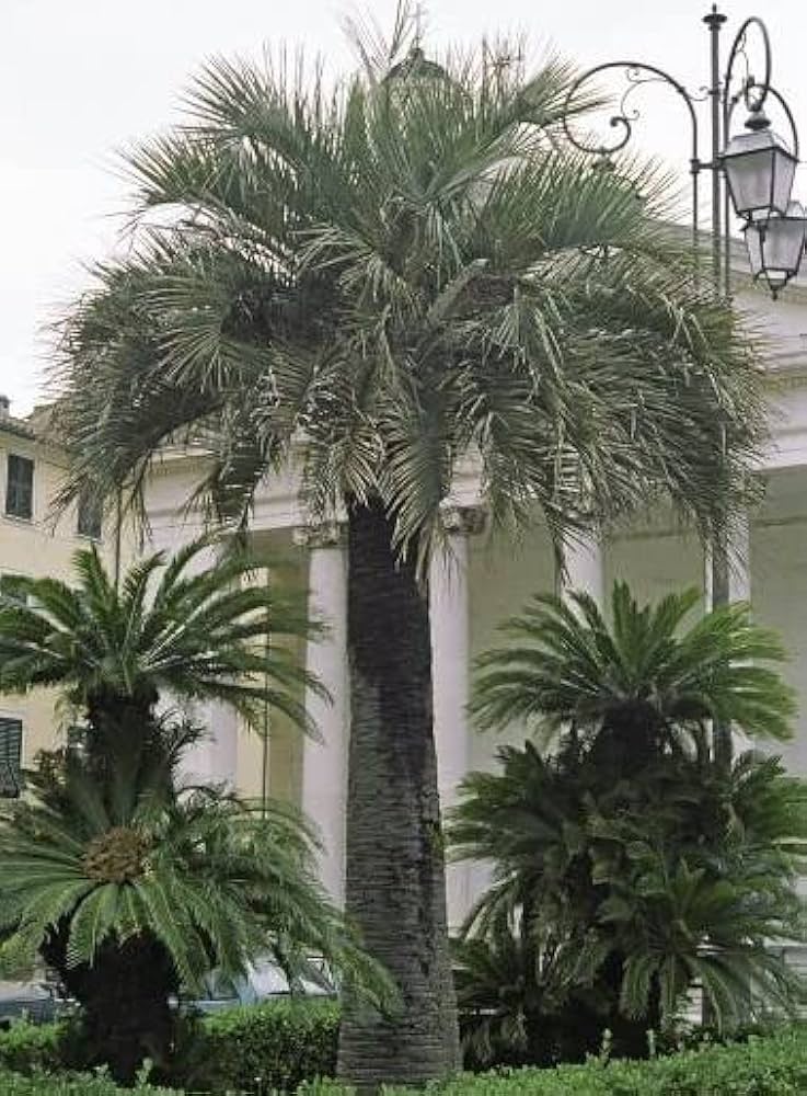 Amazon.co.jp: 【種子】Butia Odorata ◇ブティア・オドラータ