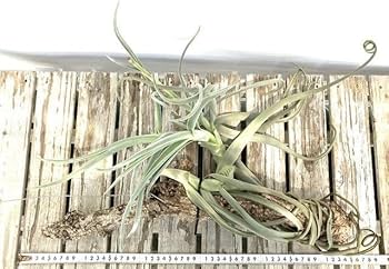 Amazon.co.jp: (現品) チランジア ドゥラティ (No.22071) (エアー