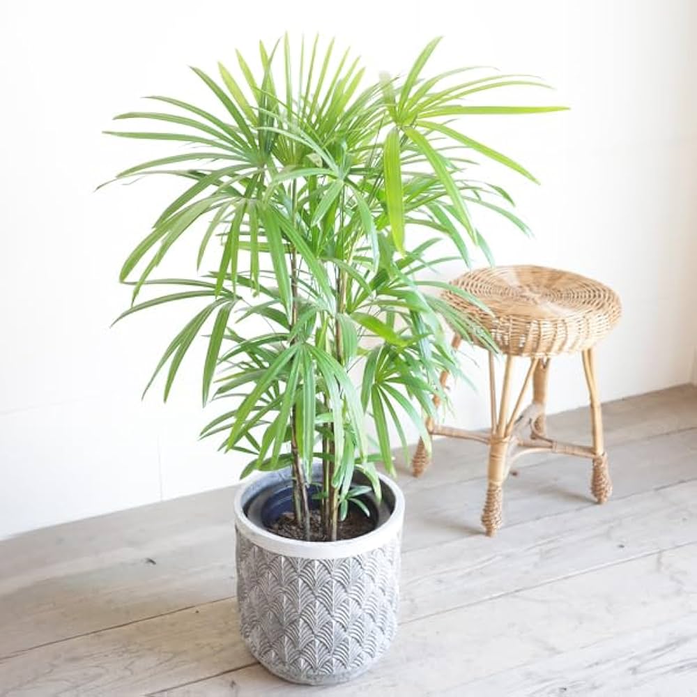 Amazon.co.jp: 棕櫚竹 シュロチク ファイバーセメント鉢カバー付