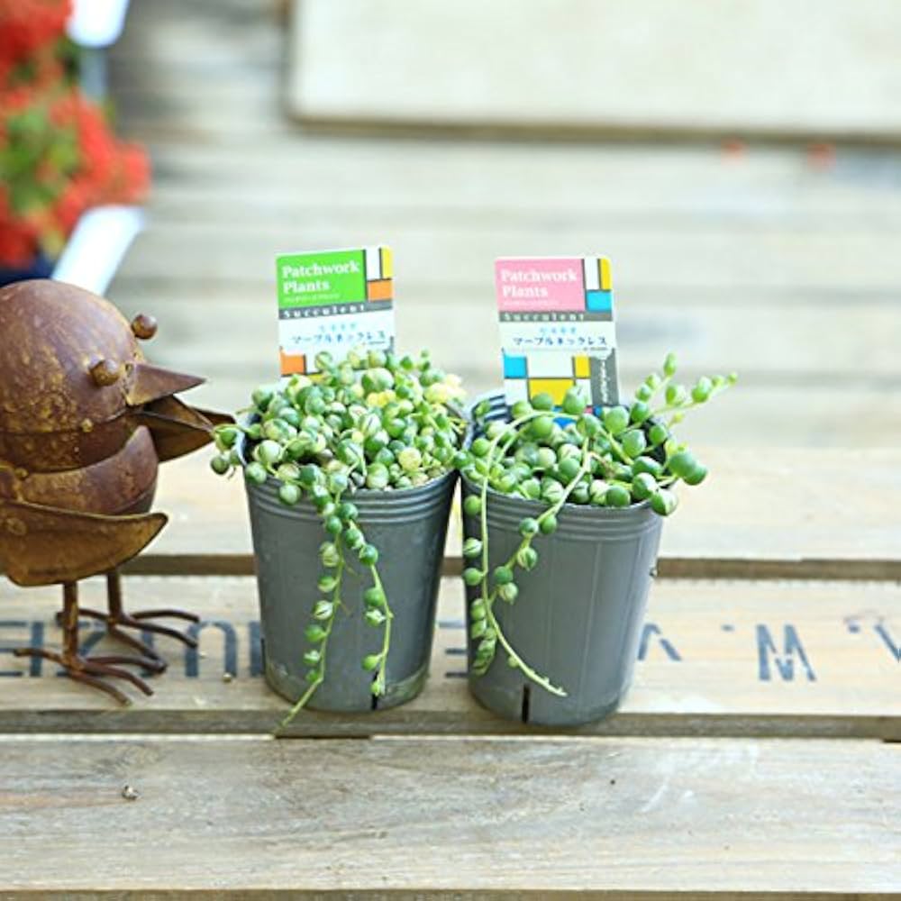 Amazon｜観葉植物 多肉植物:マーブルネックレス*2個セット 斑入り