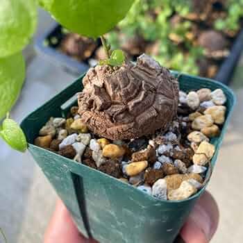 51Xu4b73CGL._AC_UF350,