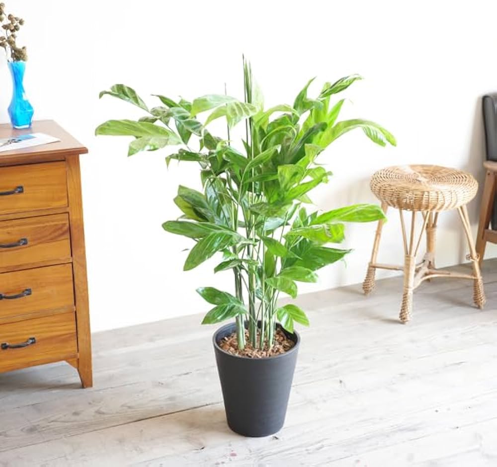 Amazon｜高性チャメドレア 観葉植物 本物 ブラックセラアート鉢 ヤシの