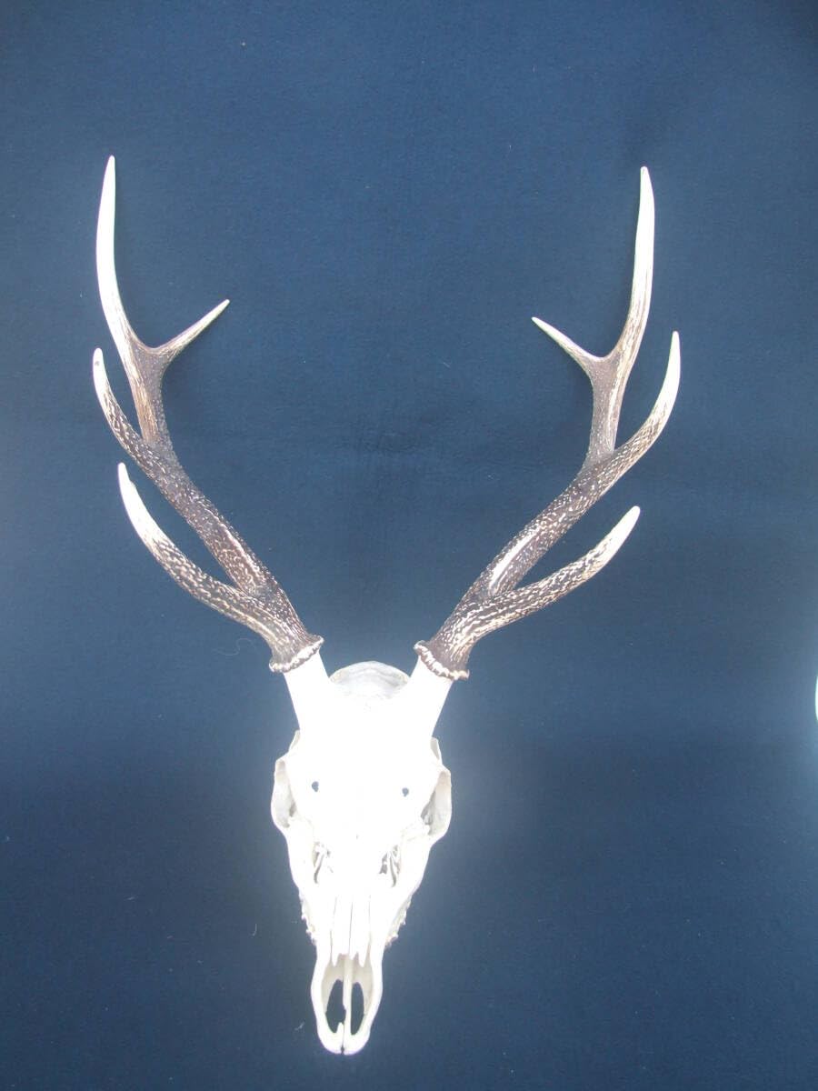 頭蓋骨付き鹿の角 No.8 日本鹿 角 壁掛け 匿名配送 頭蓋骨付き鹿の角