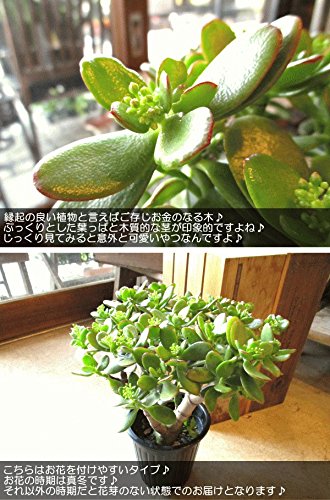 Amazon｜お金のなる木 花月 成金草 5号鉢サイズ 鉢植え 薫る花 庭木