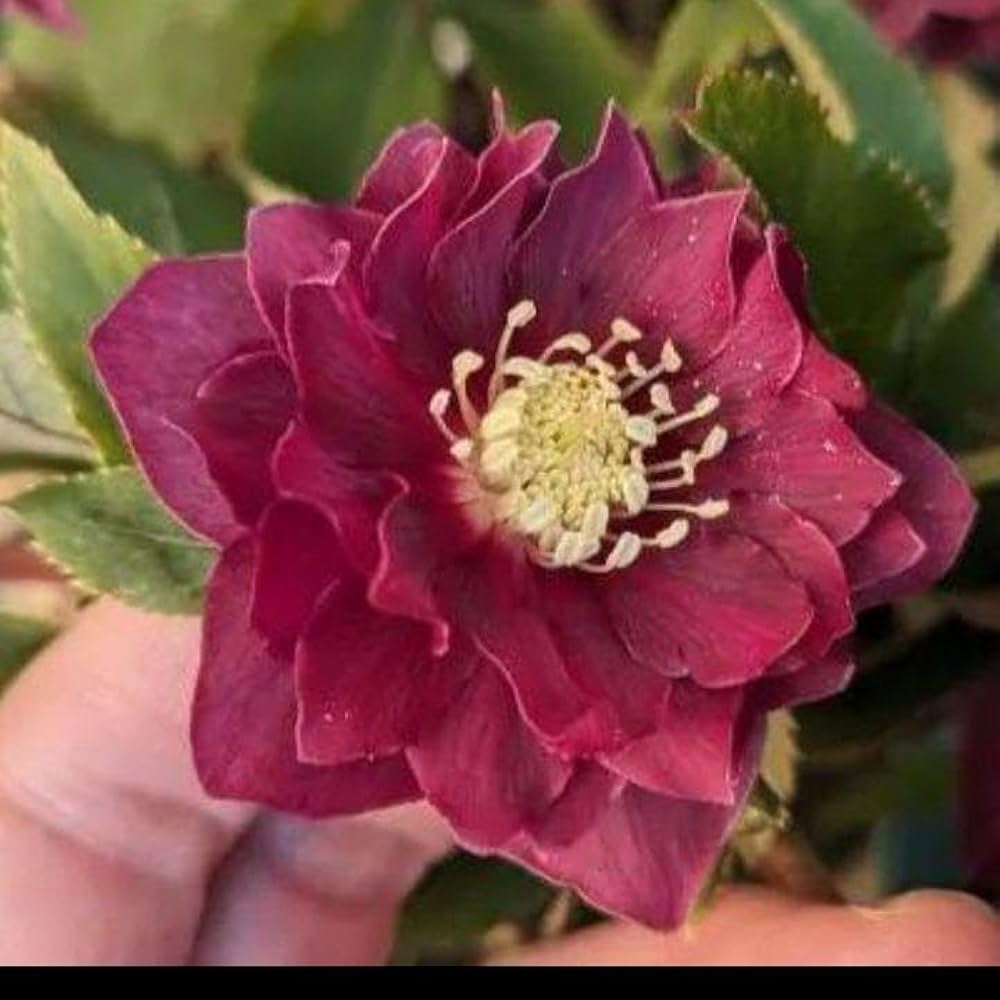 Amazon.co.jp: クリスマスローズ レッドオーレア 紅 種 2粒 植物 広瀬