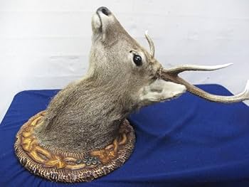 Amazon.co.jp: 蝦夷鹿（エゾシカ）剥製壁掛けハンティングトロフィー