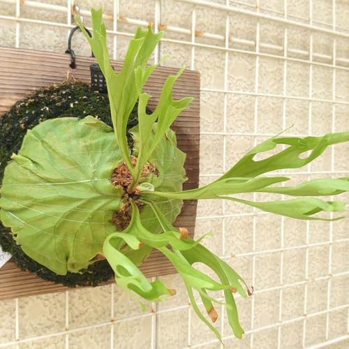 観葉植物 ビカクシダ リドレイ」の人気商品一覧 | 安い商品を通販