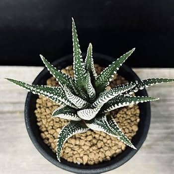 Amazon｜多肉植物 ハオルチア 十二の巻 L｜観葉植物 オンライン通販